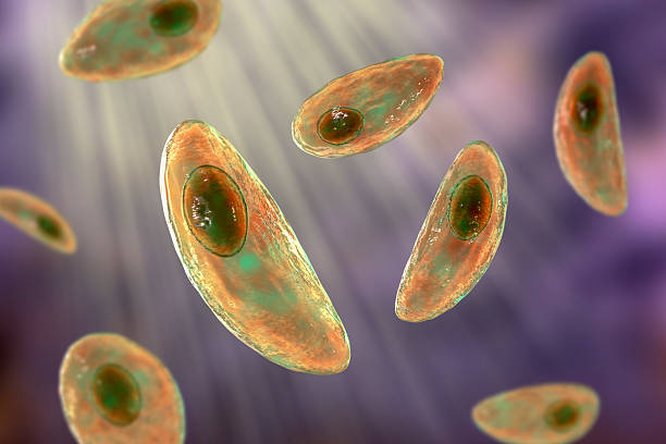 Toxoplasma gondii, illustration. T. gondii is a species of parasitic protozoa that can be carried by all known mammals. It causes toxoplasmosis, a usually minor and self-limiting disease. It can, however, have serious or even fatal effects on an unborn foetus if the mother contracts toxoplasmosis during pregnancy.