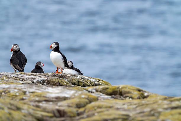 istock Puffins on clifftops on Inner Farne, Farne Islands, Northumberland, UK 2228952661