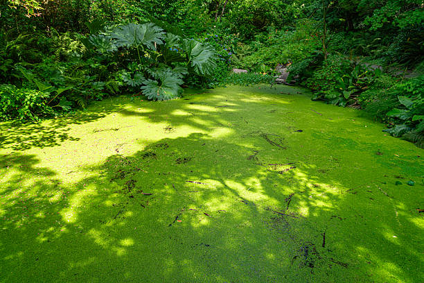 Algae covers a pond at the Seattle Park Arboretum in Seattle, Washington.