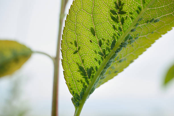 Close-up of aphids on leaf with detailed vein patterns