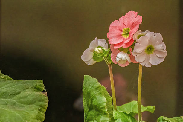Multicolored poison primrose flowers growing on a clay pot against a window, in a house in the eastern Andean mountains of central Colombia, near the town of Villa de Leyva.