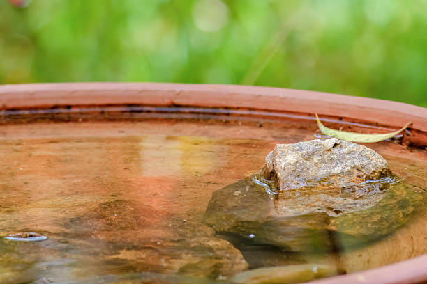 A house sparrow (Passer domesticus), drinking during summer in a terracotta bowl in Tuscany, Italy. House sparrows are often seen near human habitation, including gardens, and are known to drink and bathe in shallow water sources