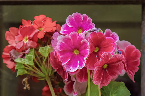 Multicolored poison primrose flowers growing on a clay pot against a window, in a house in the eastern Andean mountains of central Colombia, near the town of Villa de Leyva.