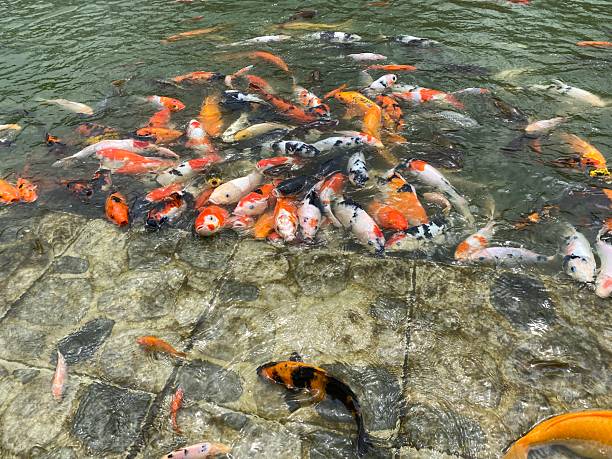 istock Farm goldfish float in an artificial pond 2228957025