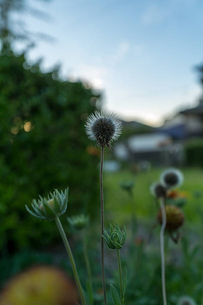 istock Withered Blanket Flower at Dusk 2228957239
