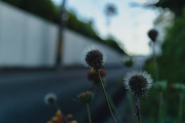 Withered Blanket Flower at Dusk