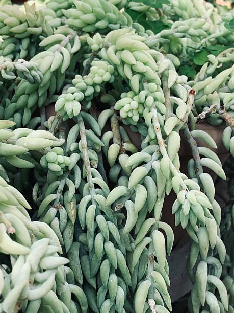 istock A lot of succulent branches close-up. 2228957462
