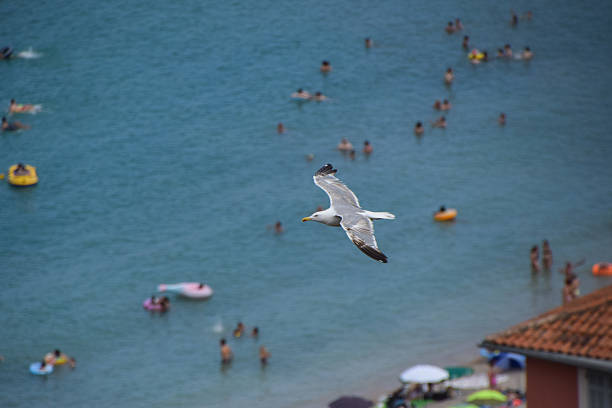 Menton, France - July 21 2018: A seagull flies over a sea full of people swimming.
