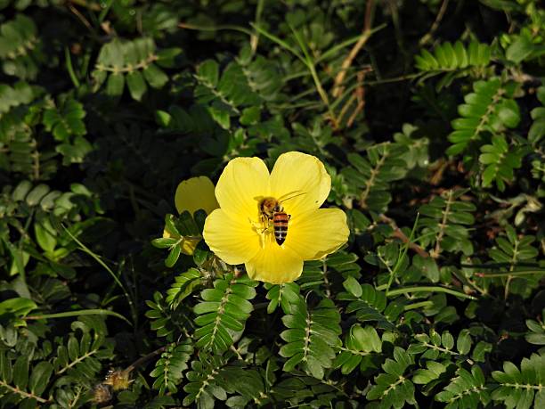 Puncturevine is toxic to animals, annual plant growing flat along the ground, from a simple, woody taproot.