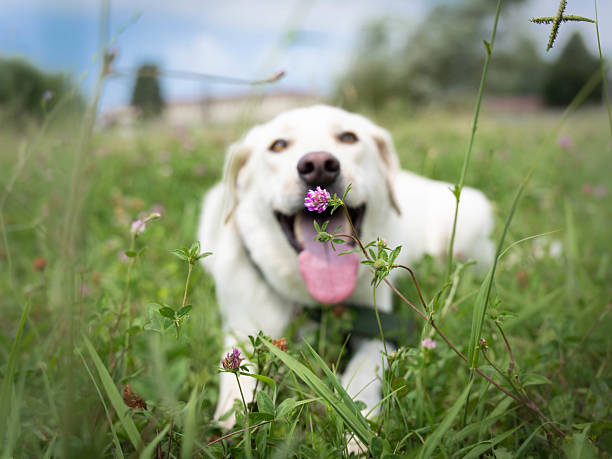 Joyful Dog Relaxing in Urban Green Space. High quality photo