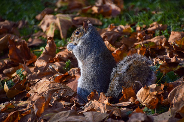 A squirrel perched on a branch