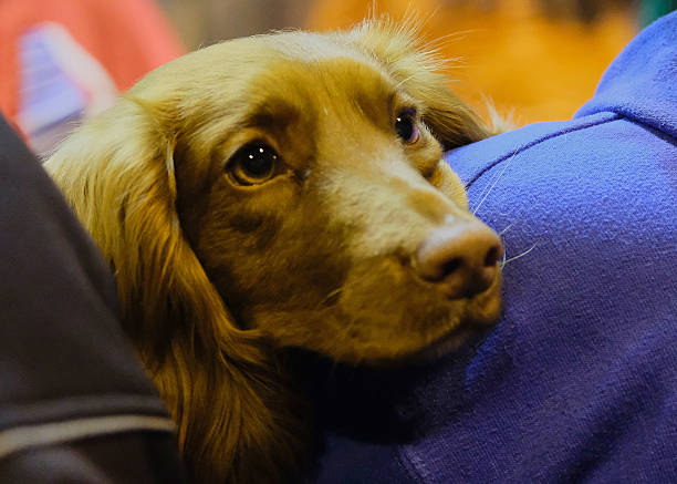 Working Cocker Spaniel. Dog in action. Dog practicing agility, a dog sport. Overcoming obstacles. Competition, dog sport.