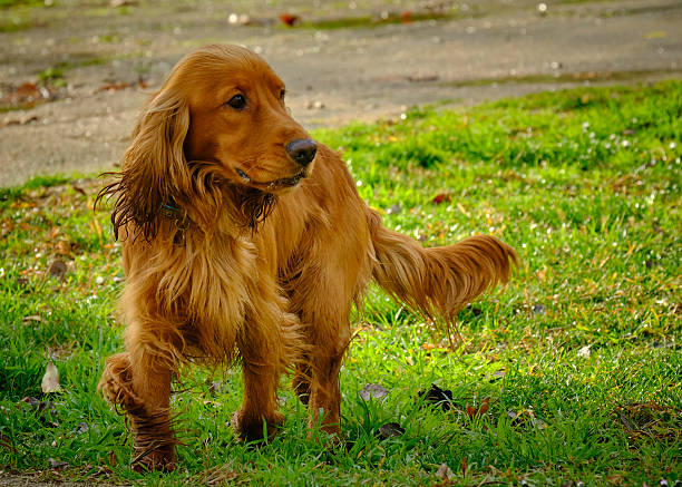 Working Cocker Spaniel. Dog in action. Dog practicing agility, a dog sport. Overcoming obstacles. Competition, dog sport.