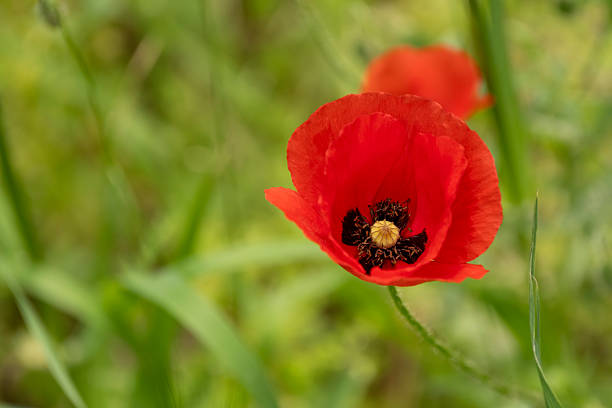 Vivid red poppy bloom in lush grass. Single red poppy in a green meadow. Poppy flower standing out in greenery. Bright red wildflower in nature.