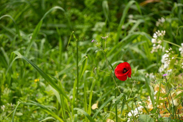 Vivid red poppy bloom in lush grass. Single red poppy in a green meadow. Poppy flower standing out in greenery. Bright red wildflower in nature.