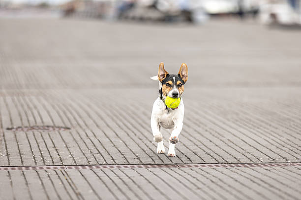Playful terrier is playing with tennis ball on the street.Copenhagen - Denmark.
