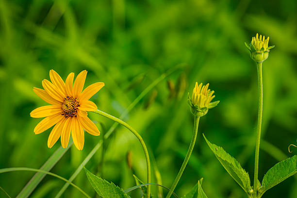 Yellow flowers and greenery