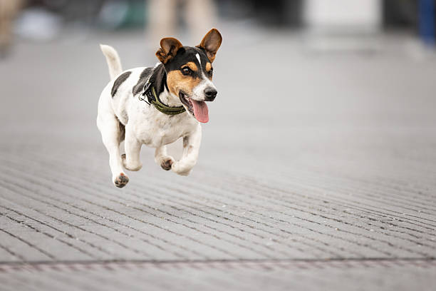 Playful terrier is jumping on the street.\nCopenhagen - Denmark.