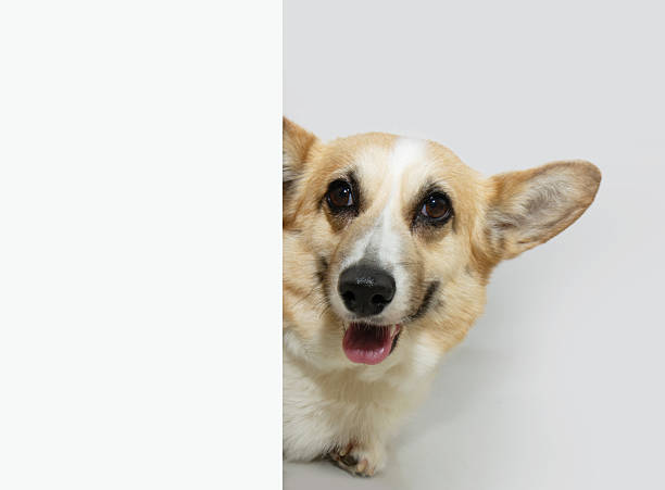istock Cute and smiling corgi dog peeking out through a white wall. Isolated on white background 2228963705