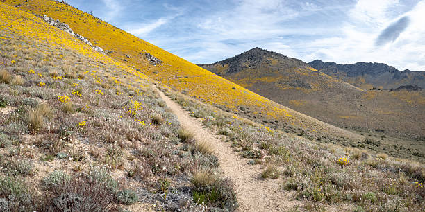 Pacific Crest Trail and bright yellow Bigelow's Tickseed flowers (Leptosyne bigelovii) at Walker Pass in the Californian Sierra Nevada.