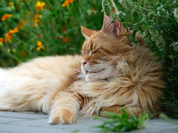 A red Maine Coon cat relaxing in a garden. Close up.