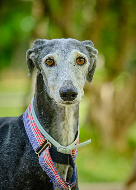 istock Spanish Greyhound, portrait. Loving, affectionate dog. Winter, warm. 2228964442