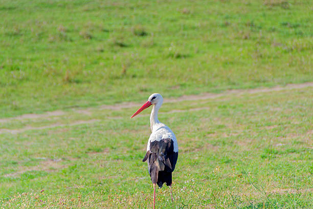 A white stork with red legs and beak stands calmly at the edge of a river, surrounded by lush green trees in summer light. Wildlife scene in nature.