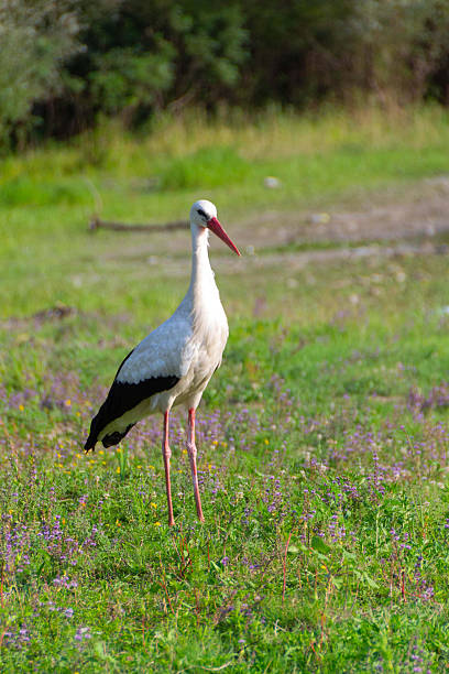 istock White Stork in the nature 2228964585