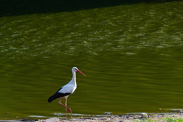 A white stork with red legs and beak stands calmly at the edge of a river, surrounded by lush green trees in summer light. Wildlife scene in nature.
