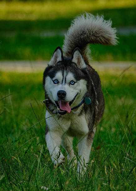 istock Siberian Husky in action. Public park. 2228964743