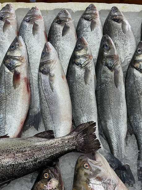 istock Freshly Caught Fish Piled for Market Sale 2228964828