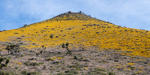 Bright yellow Bigelow's Tickseed flowers (Leptosyne bigelovii) on a hillside alive the Pacific Crest Trail near  Walker Pass in the Californian Sierra Nevada.