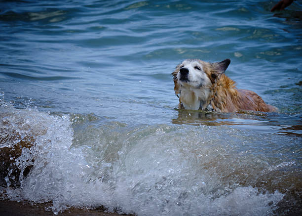 istock Husky breed dog in action. 2228965817