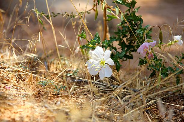 Two white and pink delicate wildflowers bloom amount the dry desert grass in Bryce Canyon National Park, Utah, USA. Their colors a contrast to the parched surroundings.