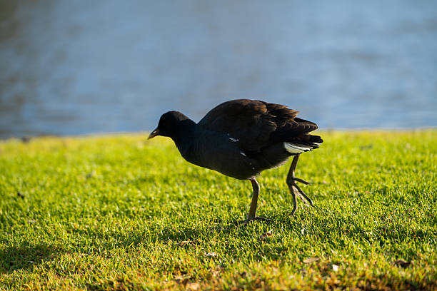istock Warnambool Natural Lake Morning, Australia 2228967754
