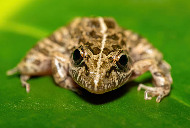 istock Clicking Stream Frog, also known as a Gray’s Stream Frog or Spotted Stream Frog (Strongylopus grayii) 2228968061
