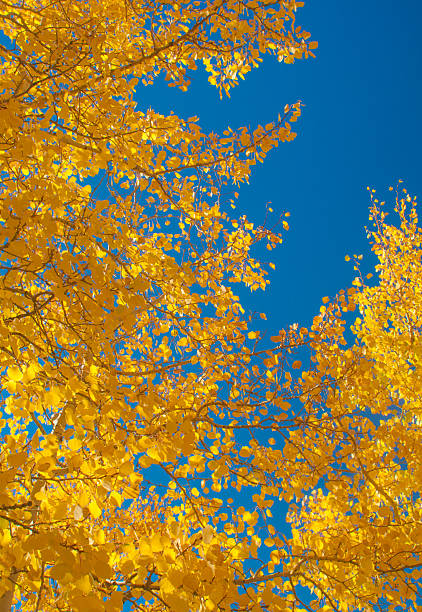 An upward view of golden aspen trees in autumn against a clear blue sky.