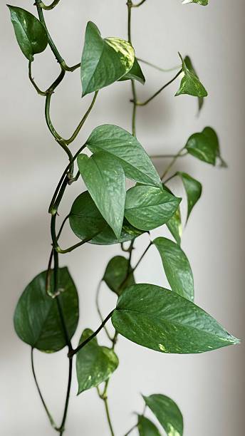 istock Lush green golden pothos plant 2228969615