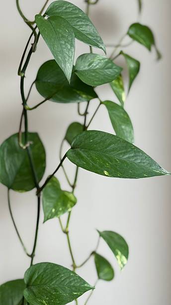 istock Lush green golden pothos plant 2228969839