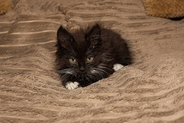 istock Small, angry, black kitten is lying on the bed 2228971570