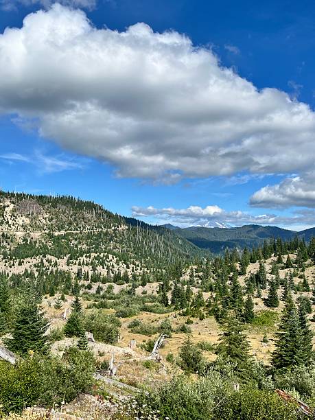 istock The blast zone north of Mount Saint Helens 2228971915