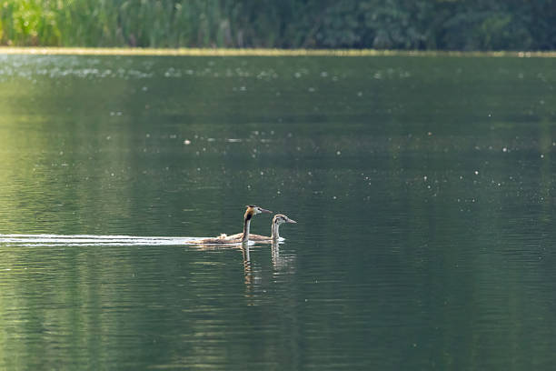 great grebe with chick on the lake podiceps cristatus