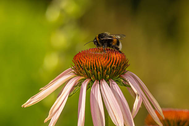 Bumble bee on Pink Cone Flower Echinacea purpurea