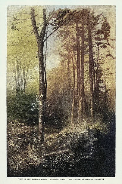 istock View in New England Woods, engraved direct from nature, Victorian art vintage illustration, 19th Century 1880s 2228972445