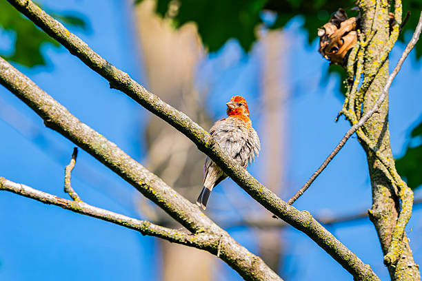 istock Ruffled house finch on limb 2228973837