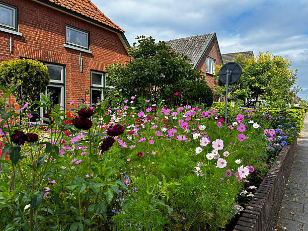 istock Cosmos and dahlias in a front garden 2228974048
