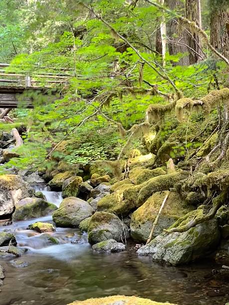 istock Bridge over Laughingwater Creek 2228974625