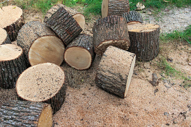 Cut tree logs stacked on the ground, surrounded by grass and sawdust. Logs vary in size and shape, showcasing natural texture of the wood