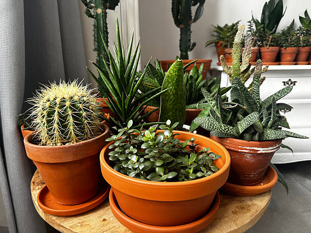 istock Succulents and cactus in terracotta pots 2228975605