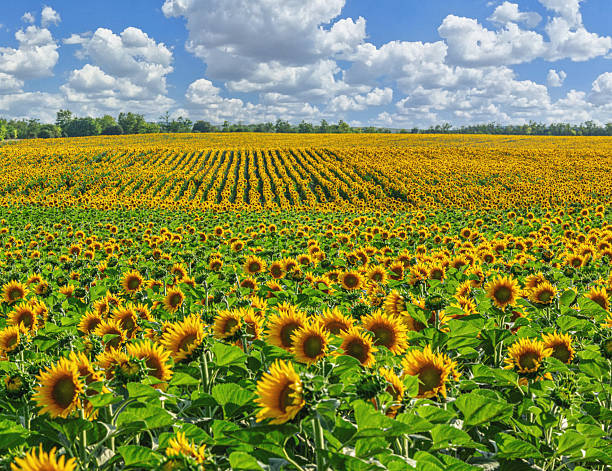 Thousands of sunflowers bloom in perfectly aligned rows across a vast commercial field, creating geometric patterns that stretch to the tree line under a bright blue sky filled with white puffy clouds. This impressive agricultural scene symbolizes organization, productivity, and the harmony between human planning and natural beauty in modern farming practices.